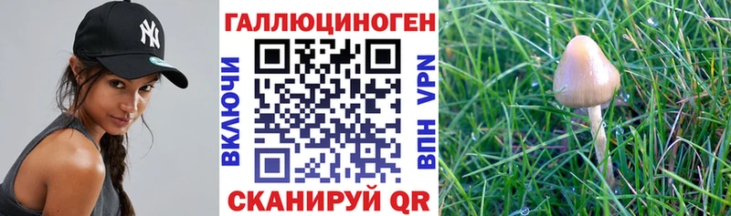 купить наркотики сайты  нарко площадка какой сайт  Галлюциногенные грибы мухоморы  Грайворон 
